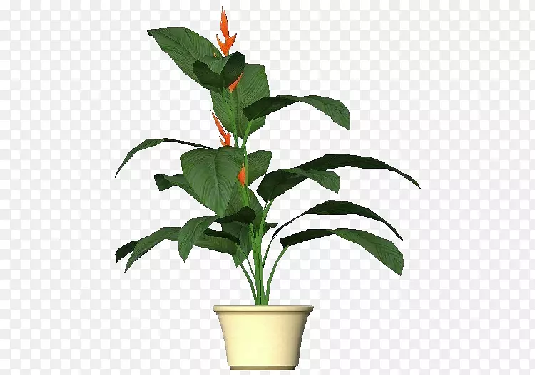 海棠-爪子植物-三维植物计算机软件-植物