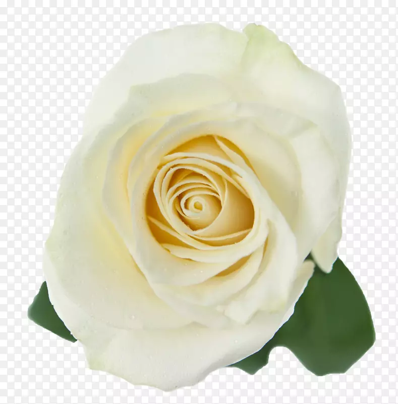 花园玫瑰，卷心菜，白玫瑰-玫瑰象征