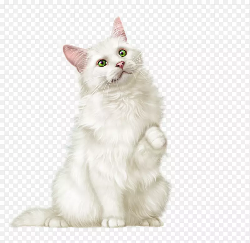 缅因州西姆里克土耳其面包车亚洲半长发猫透明胡须