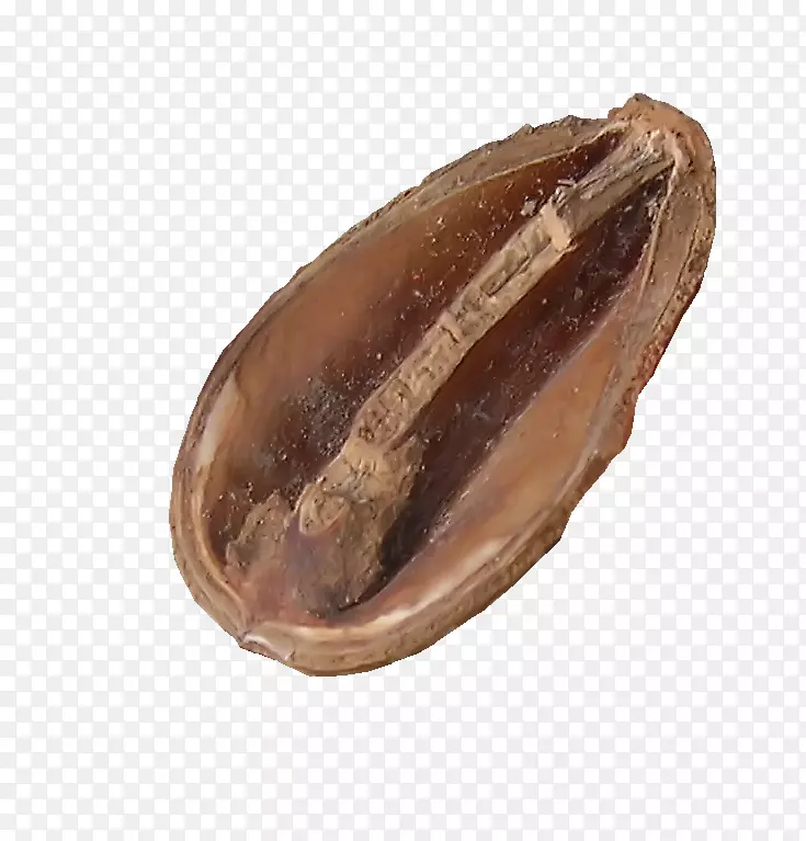 蛤蜊贻贝可可豆商品-木柴