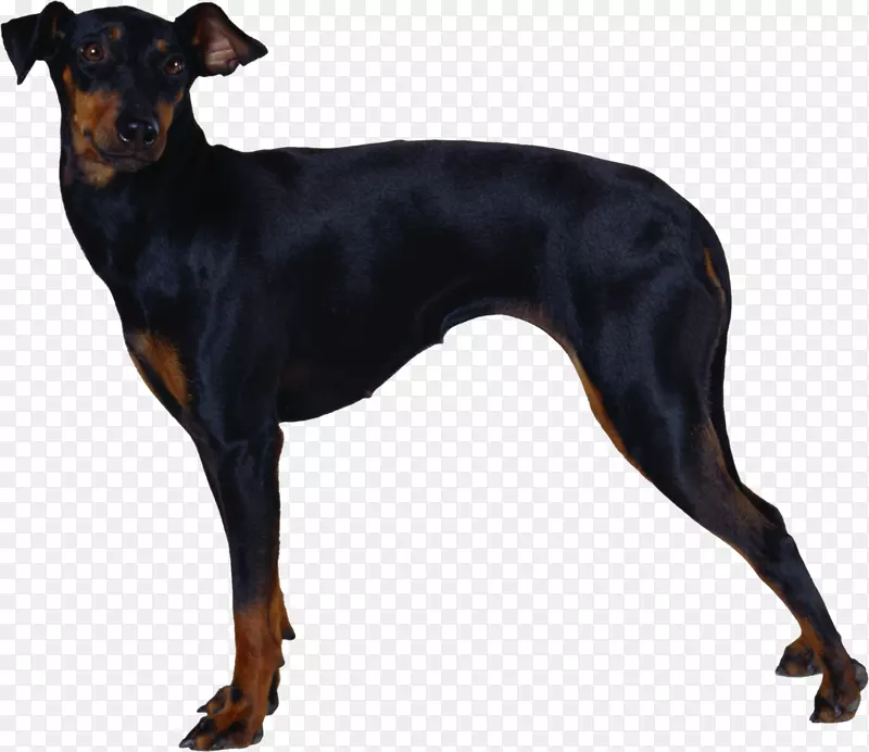 Dobermann曼彻斯特小猎犬英国玩具小猎犬