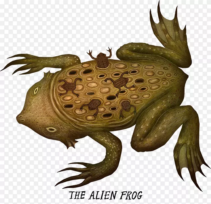 真蛙常见的龟蛙和蟾蜍