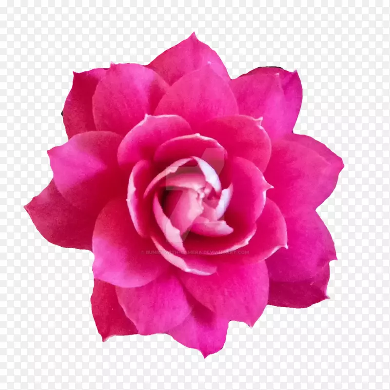 花园玫瑰，卷心菜，玫瑰花，粉红色花-婴儿粉红色花