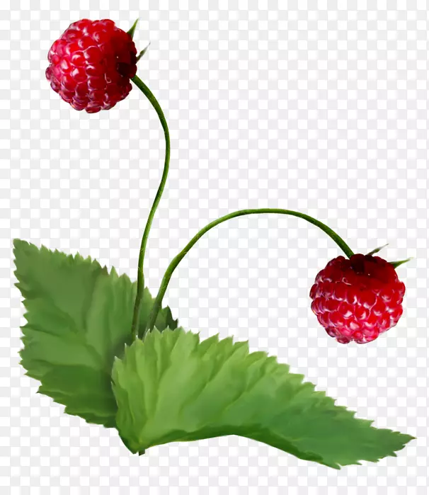 草莓浆果超级食物覆盆子皮天然食品草莓