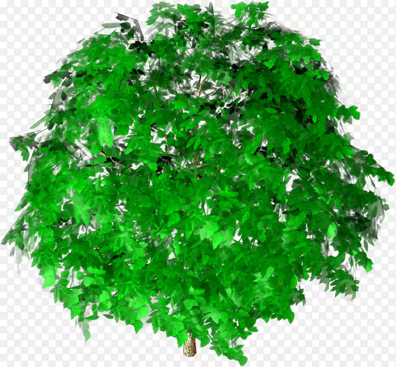 绿灌木叶分枝.建筑树图