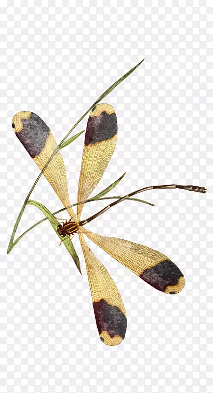 昆虫蝴蝶蜻蜓图像动画-昆虫