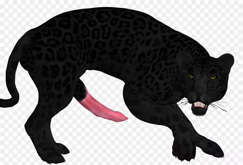 豹猫陆生动物美洲狮野生动物豹