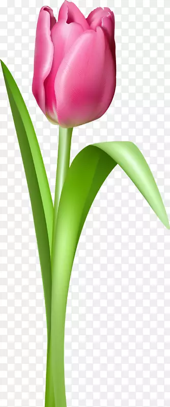 英迪拉甘地纪念郁金香花园剪贴画png图片图像-郁金香