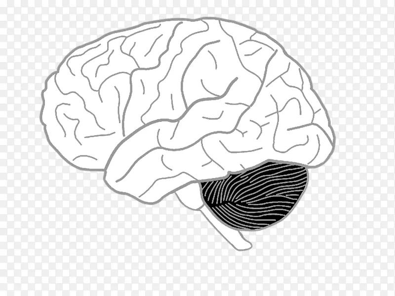 在大脑着色书的右边画人的大脑-人的身体-大脑