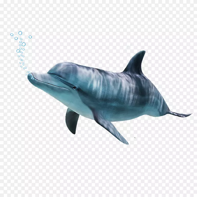 普通宽吻海豚短喙普通海豚粗齿海豚图库溪海豚