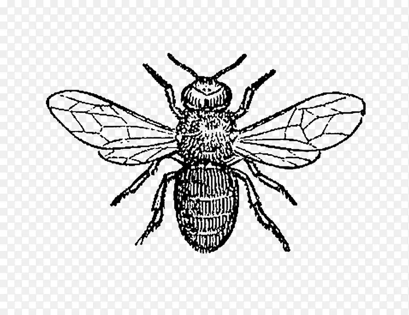 蜜蜂昆虫剪贴画
