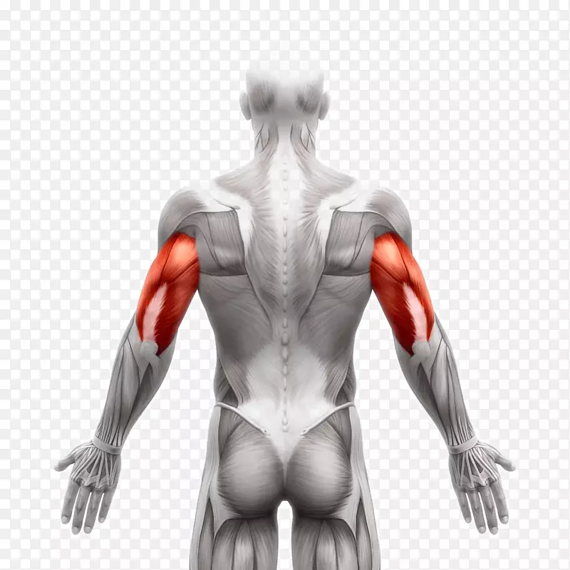 背阔肌标本摄影图像人体-竖脊肌