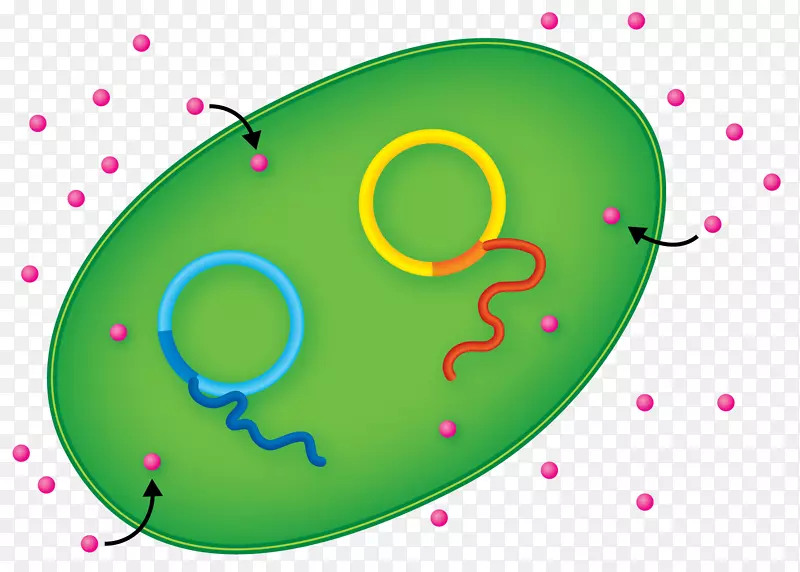 e。大肠杆菌生产国际基因工程机械Eindhoven技术大学-大肠杆菌