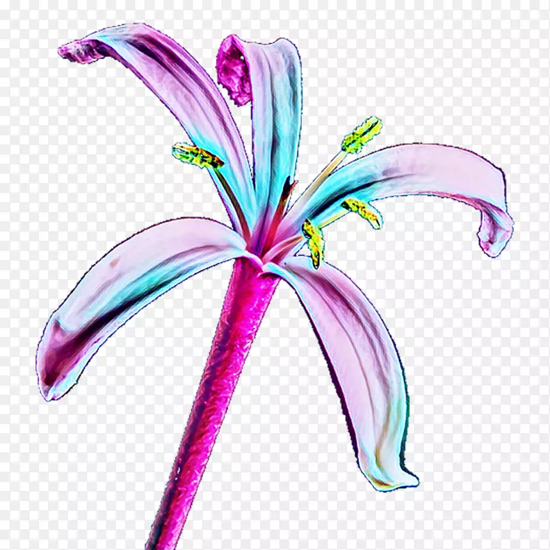 切花植物茎紫色珠宝草本植物蓝花透明背景