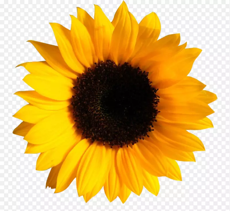 png图片剪辑艺术透明图像普通向日葵向日葵