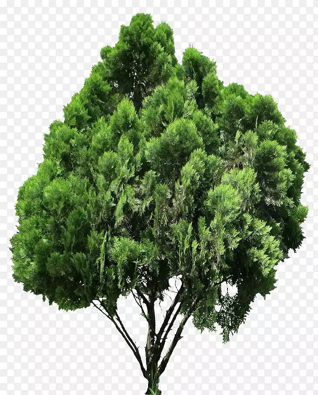 png图片剪辑艺术针叶树图像树.3D树