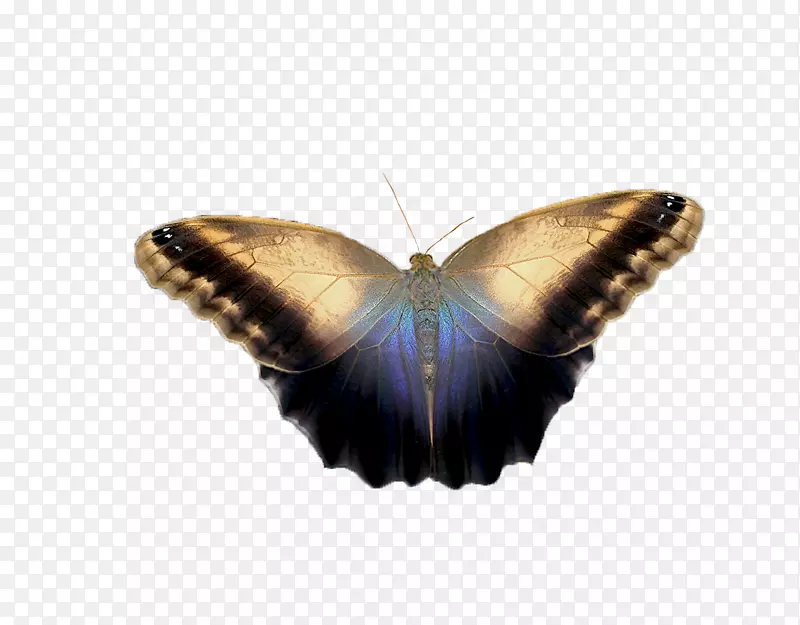 毛茸茸的蝴蝶蛾蓝色0-蝴蝶