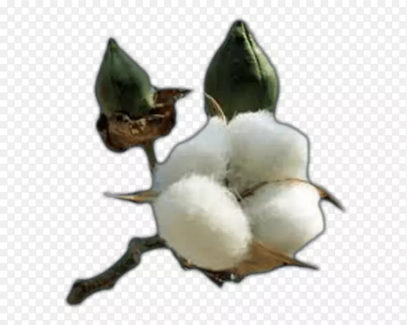 棉籽油纺织棉
