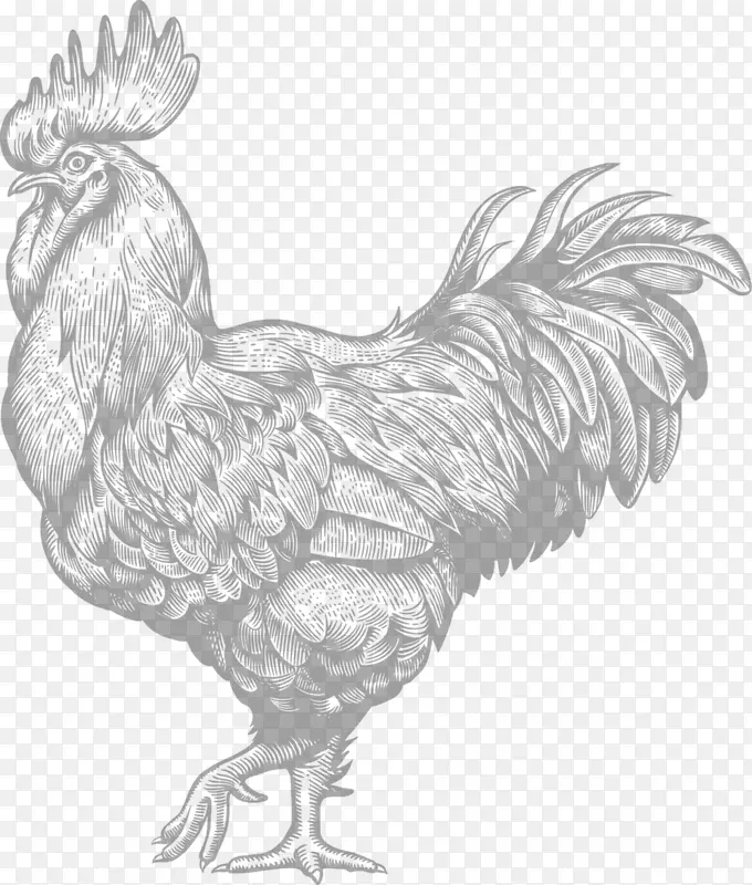 鸡插图图形餐厅-鸡