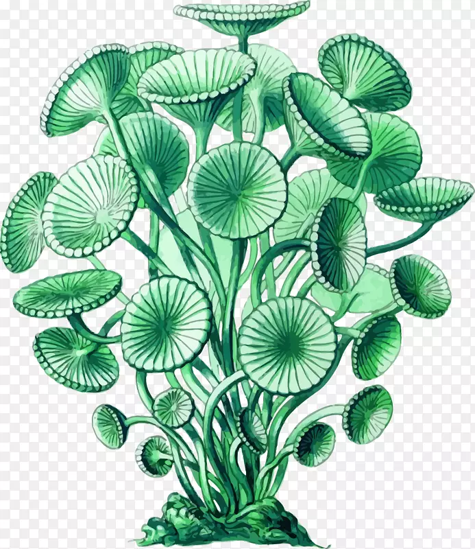 天然海藻绿藻艺术形式png图片.海洋植物