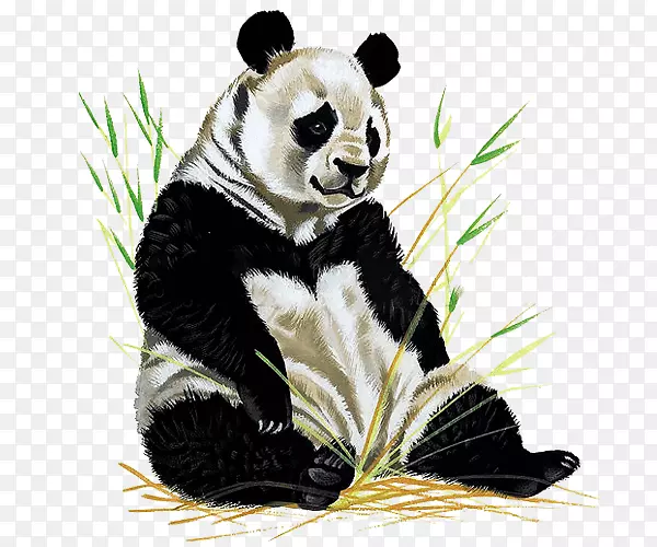 大熊猫画册插图画北京动物园-熊凳子