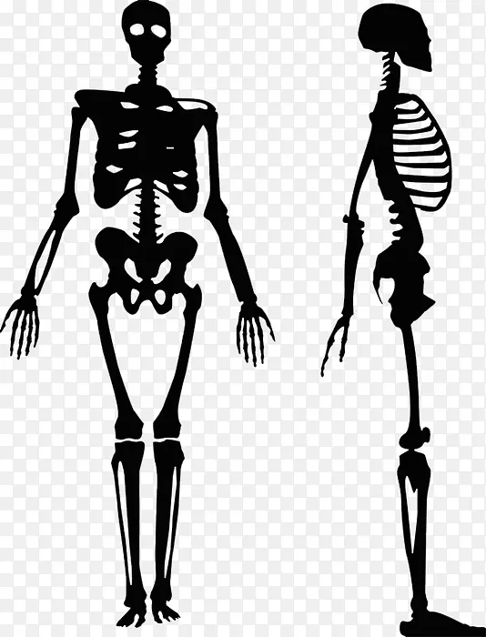 图形人体骨骼剪贴画免费人体骨骼