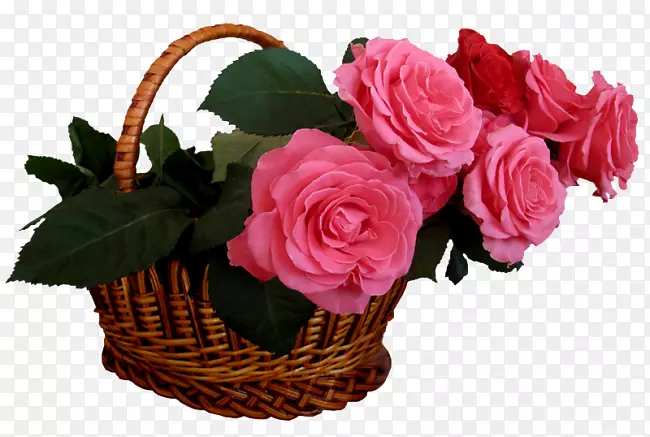 玫瑰桌面壁纸图片花卉png图片-玫瑰