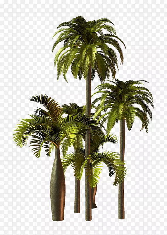 亚洲棕榈树花盆植物
