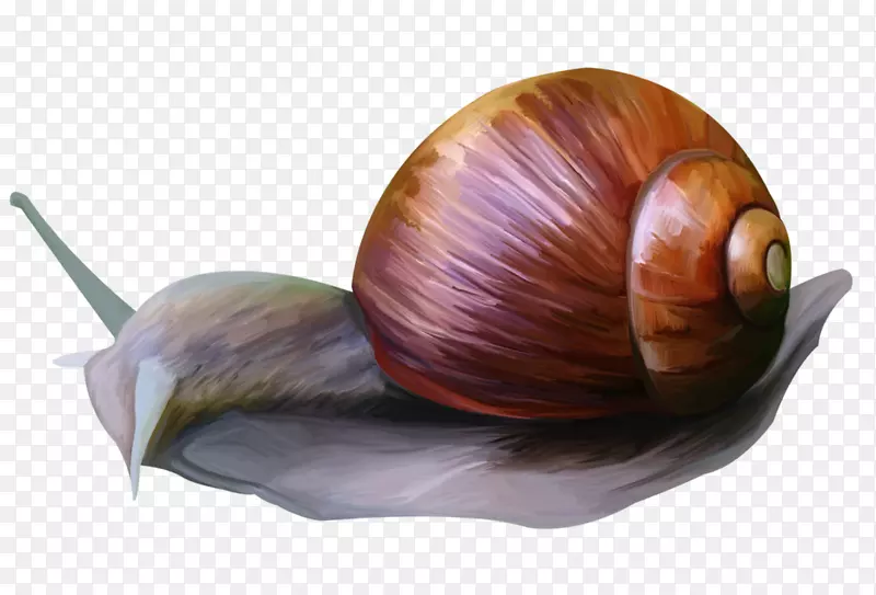 蜗牛动物剪贴画画框葱-蜗牛