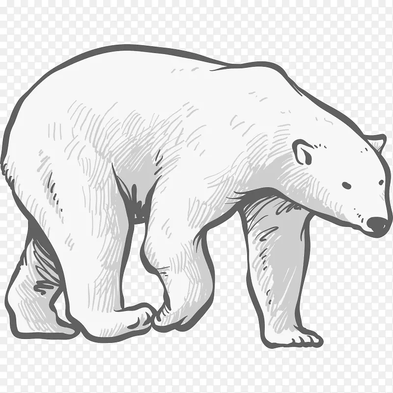 北极熊素描犬科-北极熊