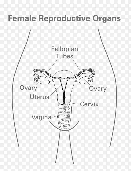 女性健康女性生殖系统人体-女性