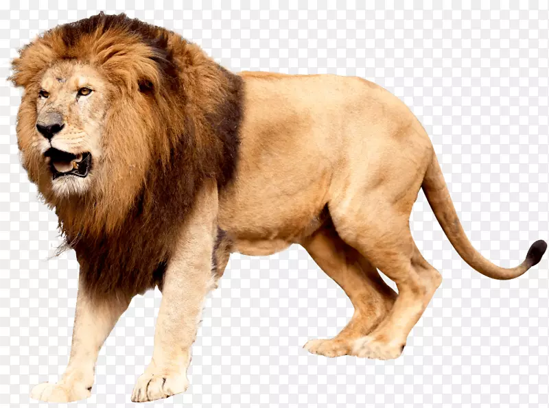 狮子猫科豹美洲虎-狮子