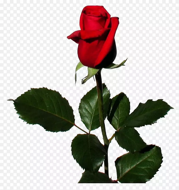 玫瑰红桌面壁纸-花