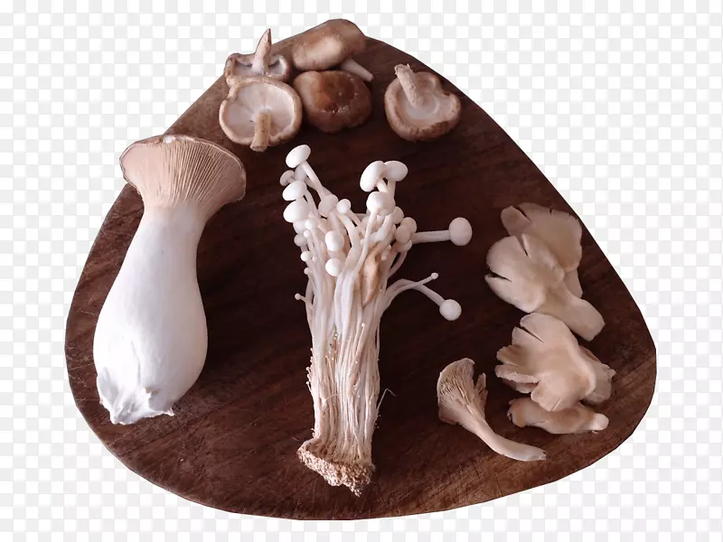 蘑菇生长侧耳生长美食家和药用蘑菇=食用菌-蘑菇