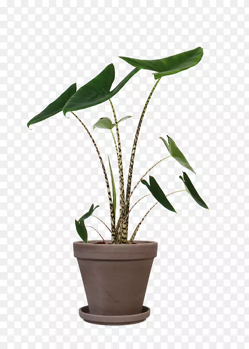 新几内亚盾槟榔盆栽植物斑马花-植物