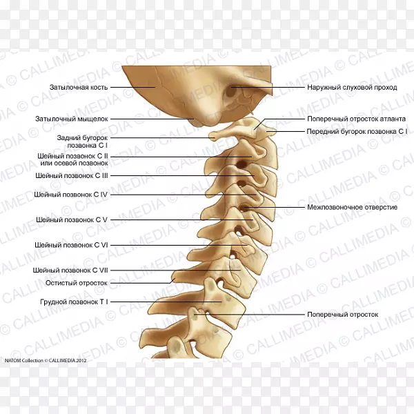 脊柱颈椎骨解剖-Hueso