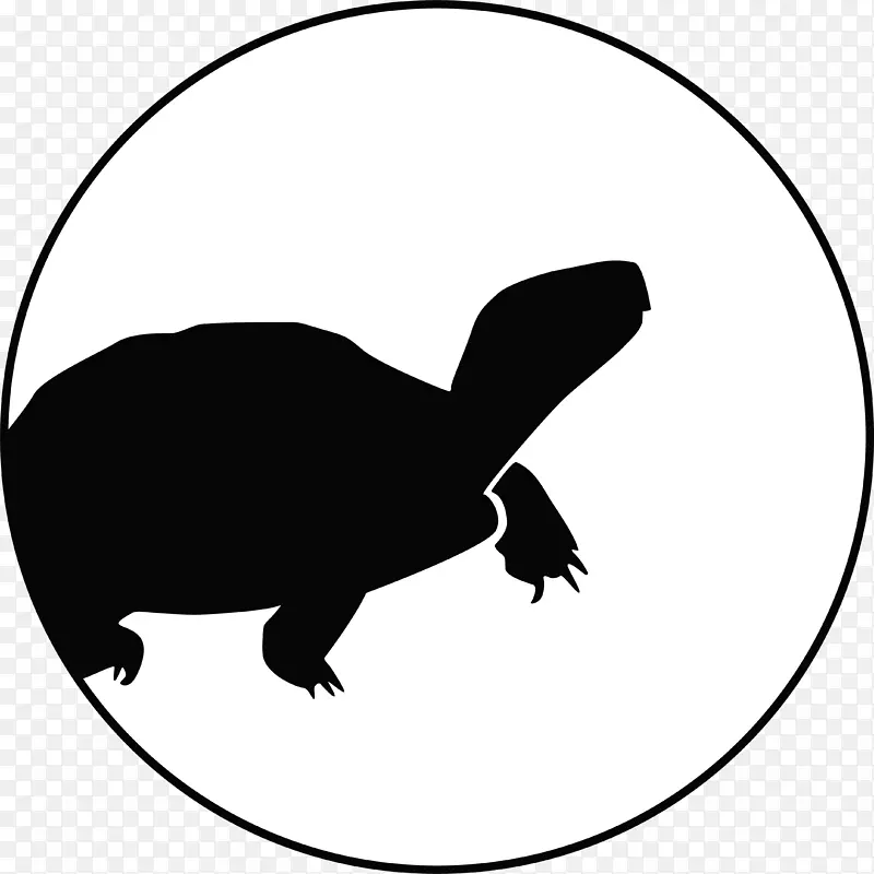 全球野生动物保护科学家保护生物学家哥伦比亚海龟车
