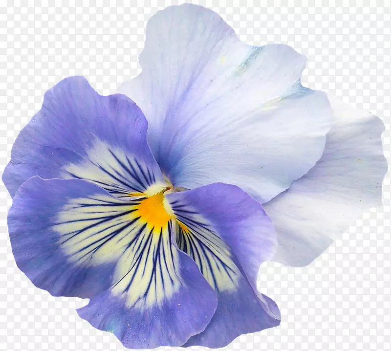 潘西花紫罗兰意象花瓣花