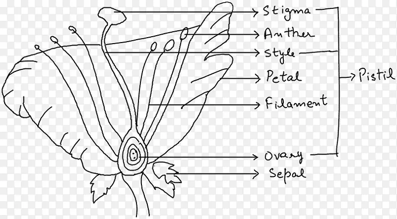 生物繁殖图生物植物茎-雌性生殖系统的内部部分