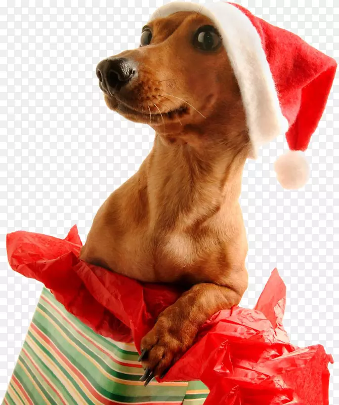 达克斯狗，圣诞老人，小狗，圣诞日-圣诞老人