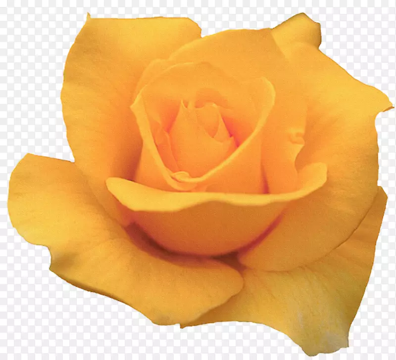 花园玫瑰黄色花画png图片.花