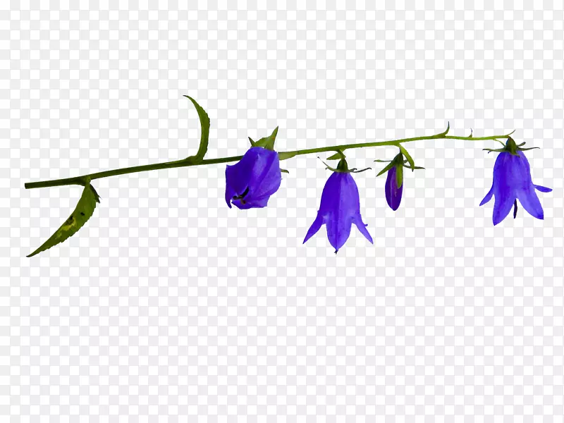 八角花科八角花叶植物茎紫花苜蓿