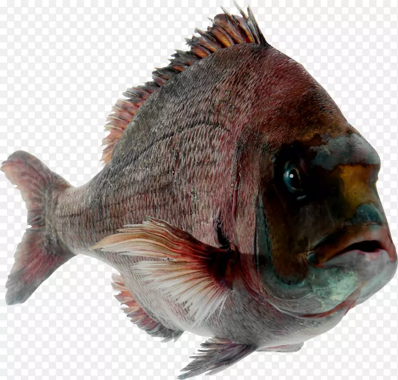 鱼png图片剪辑艺术生鱼片寿司-鱼