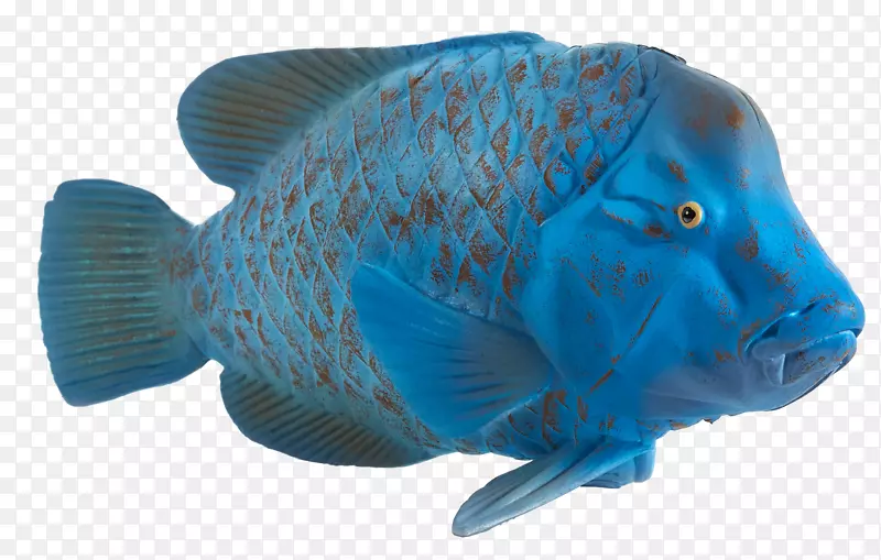 东方蓝石斑鱼形象