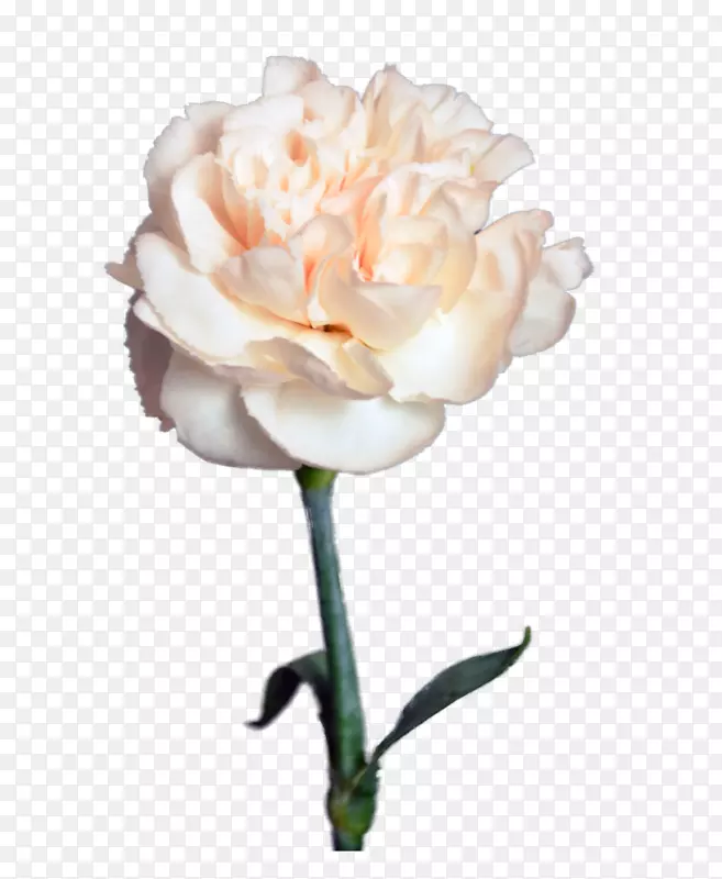 花园玫瑰Цветочныймагазин演播室花束切花