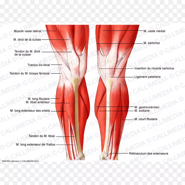 膝关节肌肉人体解剖肌腱-肌肉系统