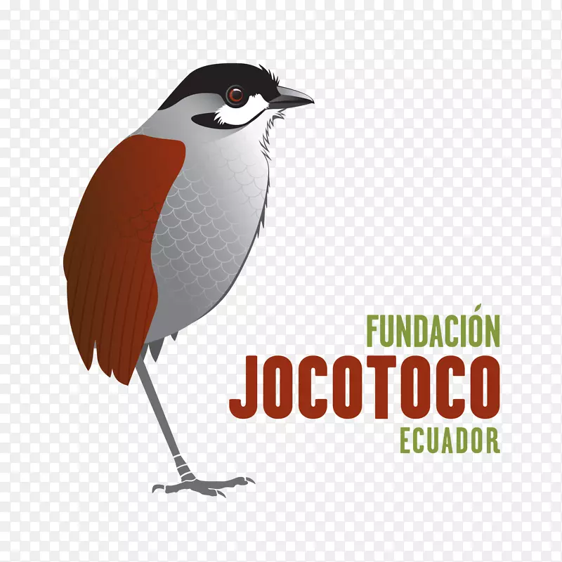 Jocotoco Loja jocotoco antpitta保护基金会-FJ 2018