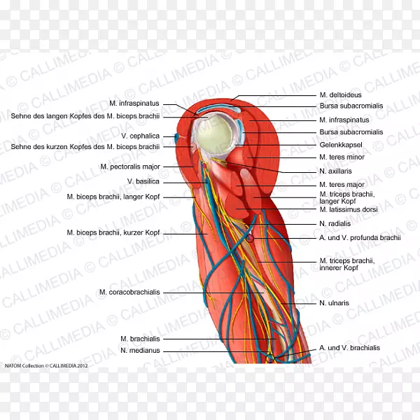 肩臂人体血管肌臂
