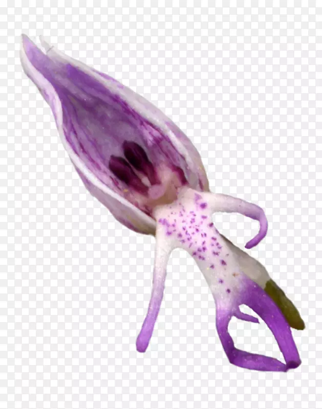 紫花植物-兰花枝