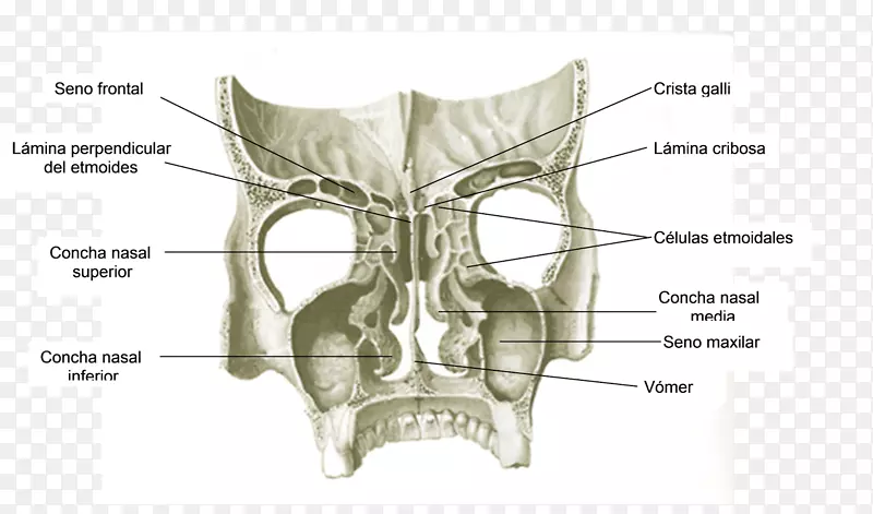颅骨、耳、颌、鼻-颅骨